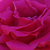 Pink - Climber rose - Zéphirine Drouhin
